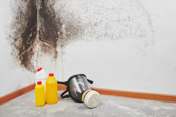 Best Certified Mold Removal  in Prineville, OR