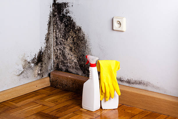 Best Mold Cleaning Services  in Prineville, OR